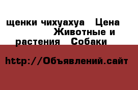  щенки чихуахуа › Цена ­ 15 000 -  Животные и растения » Собаки   